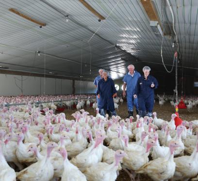 Workers inspect a large flock of white turkeys in a spacious indoor farm.